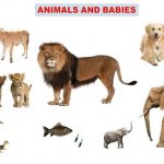 baby animal names