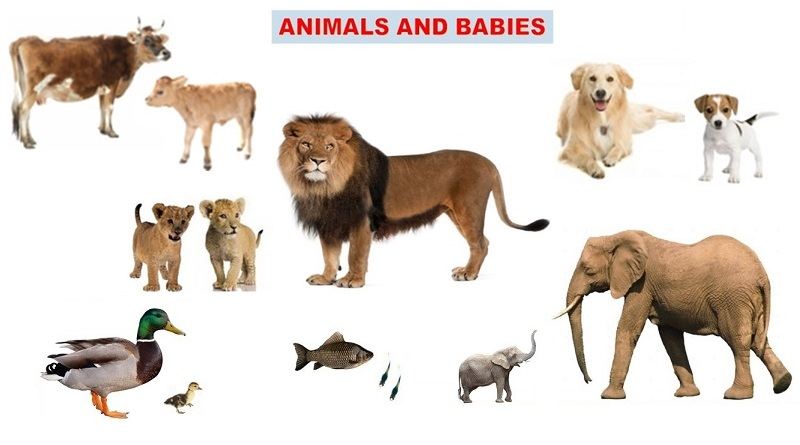 Animals and their young ones (babies) - Study Mumbai